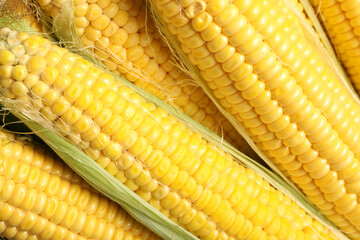 Tasty sweet corn cobs as background, top view