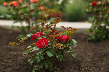 Beautiful blooming rose bush in flowerbed outdoors