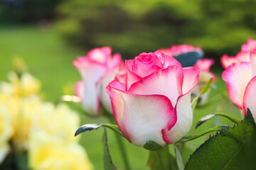Beautiful pink roses in garden, closeup. Space for text