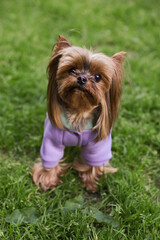 Cute Yorkshire terrier wearing stylish pet clothes in park