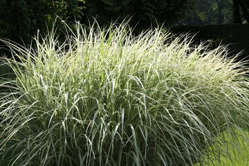 Beautiful perennial miscanthus plant growing in garden, closeup