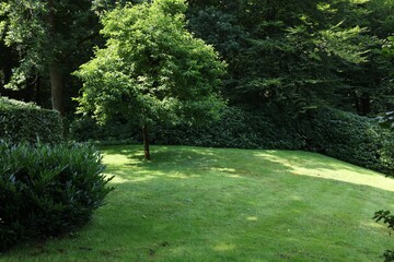 Beautiful lawn with green grass and bushes outdoors