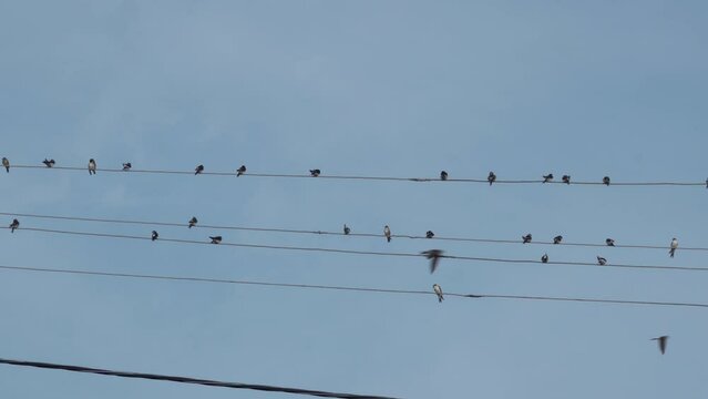 swallows on electric wires,a flock of birds on wires sit on the background of the blue sky