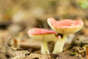 Poisonous, inedible mushrooms in the autumn forest.