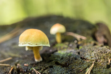 Poisonous, inedible mushrooms in the autumn forest.