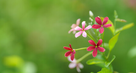 Closeup of pink and red flower on blurred greenery background in garden with copy space using as wallpaper and cover page concept.