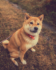 Shiba inu sitting