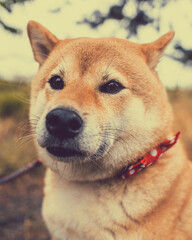 Portrait of a shiba inu 