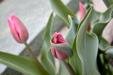 Green Swirl Tulip2