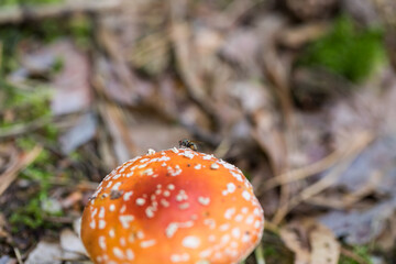 Poisonous, inedible mushrooms in the autumn forest.