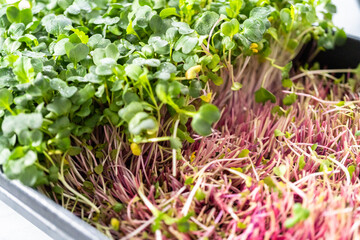Microgreens