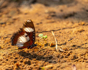 A Danaid eggfly sitting on ground and resting