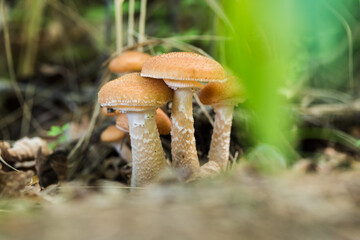 Poisonous, inedible mushrooms in the autumn forest.