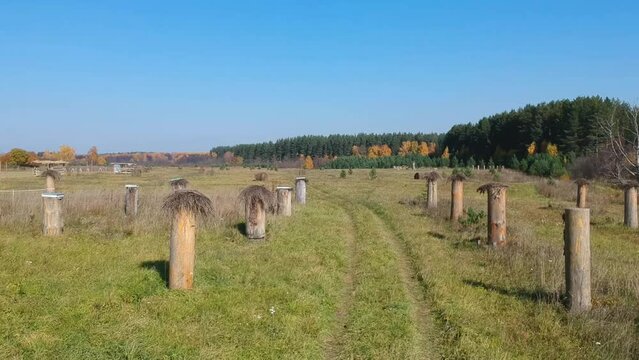 Movement along the apiary in a forest clearing. There are many bee hives made of tree trunks. Bees fly by
