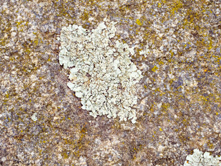 Lecanora muralis and the moss on the rock