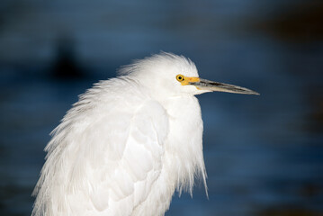 Snowy Egret (Egretta thula)