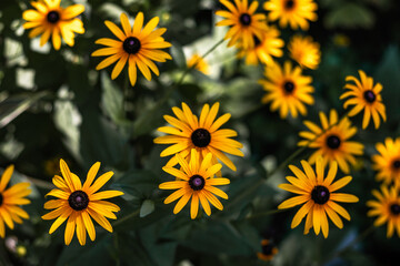Bright floral background with yellow flowers. Yellow rudbeckia flowers in landscape design. Rudbeckia with yellow flowers blooms in the garden in summer. Selective focus. 