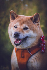 Beautiful portrait of shiba inu dog with a red bow tie