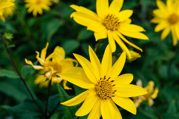 A closeup of yellow flowers in a green garden
