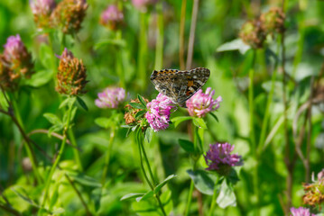 Painted Lady (Vanessa Cardui) Butterfly perched on pink flower in Zurich, Switzerland