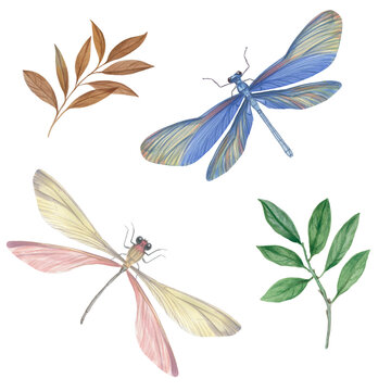 Two dragonflies and a twig with leaves painted in watercolor, isolate on a white background. botanical illustration for design.