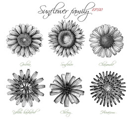 Sunflower family botanical hand draw vintage engraving style - 528288806