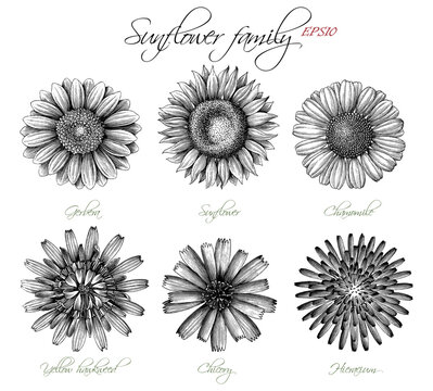 Sunflower family botanical hand draw vintage engraving style