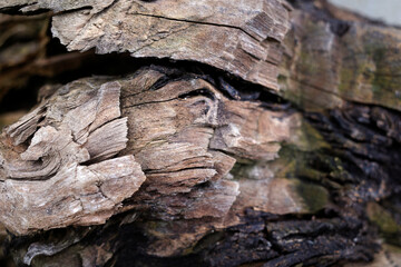 The surface layers of wooden texture on the timber, Nature texture background