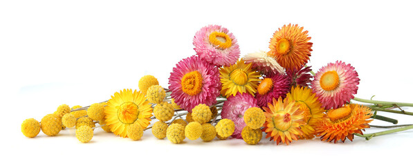 Dried flowers craspedia and strawflower isolated on white background. Border of yellow garden...