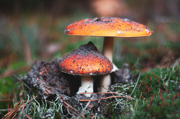 Family of amanita muscaria Poisonous mushrooms. Close-up. Nature background in Ukrainian forest