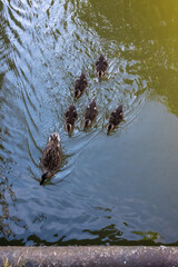 duck and ducklings swimming in the river 