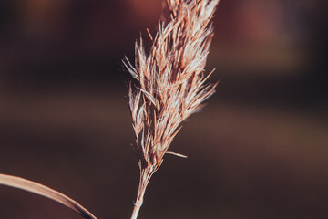 Obraz premium autumn. dry plants close-up. dry plants in beige tones. macro photography of dried flowers and leaves. beige background