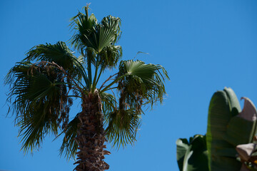 Pierzaste liście palm lśnią na wietrze, a ich pnie ciekawią strukturą. - obrazy, fototapety, plakaty