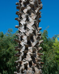 Pierzaste liście palm lśnią na wietrze, a ich pnie ciekawią strukturą. © Tomasz