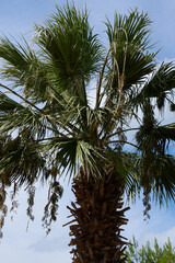 Pierzaste liście palm lśnią na wietrze, a ich pnie ciekawią strukturą. © Tomasz