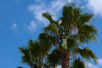 Pierzaste liście palm lśnią na wietrze, a ich pnie ciekawią strukturą. - obrazy, fototapety, plakaty