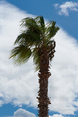 Pierzaste liście palm lśnią na wietrze, a ich pnie ciekawią strukturą. © Tomasz