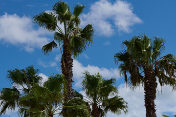 Fototapeta na wymiar Pierzaste liście palm lśnią na wietrze, a ich pnie ciekawią strukturą.