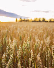 Ripe golden wheat spikelets on the field in beautiful sunset lights. Selective focus. Shallow depth of field.