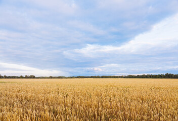 Ripe golden wheat spikelets on the field in beautiful sunset lights. Selective focus. Shallow depth of field.