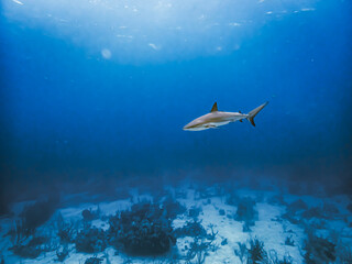 Caribbean reef shark (Carcharhinus perezi) in open water in the Exuma Cays, Bahamas