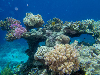 Fototapeta na wymiar Fabulously beautiful view of the coral reef and its inhabitants in the Red Sea, Hurghada, Egypt