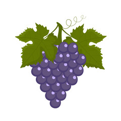 Fototapeta premium Purple grapes isolated on white background, flat style
