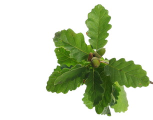 Oak and acorn leaves on branch, green foliage isolated on white  