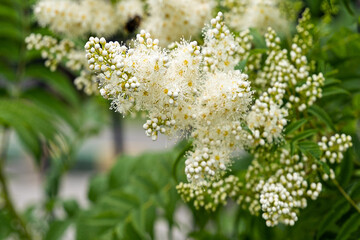 Beautiful white flowers of fieldfare bush close-up. Bumblebees and bees feed on the nectar of fieldfare flowers. Summer nature of flowering.