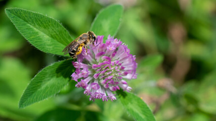 Native bee on clover