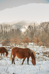 Group of horses in a field with snow in winter