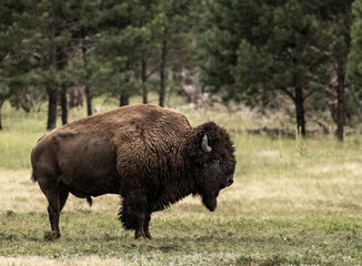 Profile of Large Male Bison Standing In The Rain