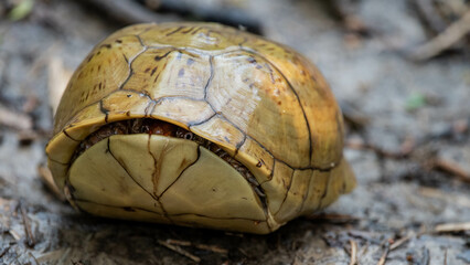Shy box turtle