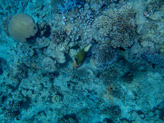 Fabulously beautiful view of the coral reef and its inhabitants in the Red Sea, Hurghada, Egypt